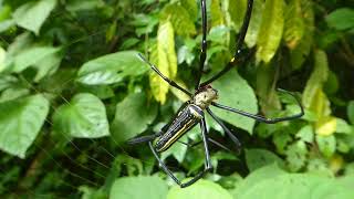 Golden Web Spider Nephila pilipes Kaeng Krachan Thailand 21 Sept 2024 [upl. by Nomla]