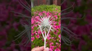 チランジア・テクトラム 🍍✨🧚☁️ Tillandsia tectorum [upl. by Banwell820]