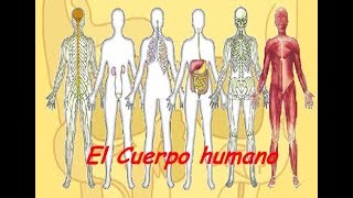 11 SISTEMAS DEL CUERPO HUMANO  DOCUMENTAL COMPLETO  Osgam [upl. by Kilah]