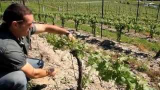 A Year in the Vineyard the Four Seasons HD [upl. by Schiffman129]