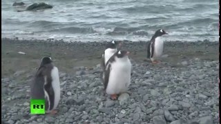 Patriarch Kirill strolls among penguins prays in Orthodox church in Antarctica [upl. by Eiclek]