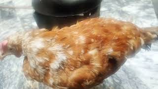 Lohmann brown ki Beemari ka ilaj in urdu hindi chicken aseelmurga birds murga ayam hen [upl. by Eugenio]