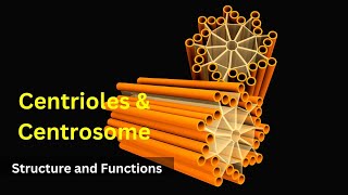 Centrioles structure and functions Centrosomes  Cilia and FlagellaBiology class 9 Cell biology [upl. by Sahc]