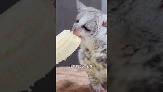 Bushbaby リアム🐵バナナ🍌の虜にshots bushbaby ブッシュベイビー ショウガラゴ おさるさん [upl. by Aerdnwahs]