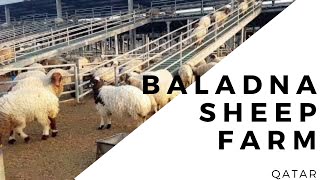 Sheep farm  dairy farm Qatar  Baladna farm  animal husbandry farmsinqatar baladnafarm [upl. by Hairabez]