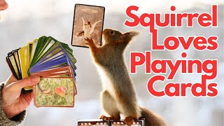 Cheeky Squirrel Plays Cards 🐿 ♣️♦️♠️♥️ [upl. by Mcdonald794]