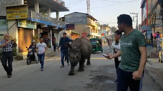 JawDropping Moment Rhino Wanders the Streets of Sauraha [upl. by Daiz381]