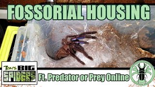 Setting Up Fossorial Tarantulas with Predator or Prey Online [upl. by Rocker]