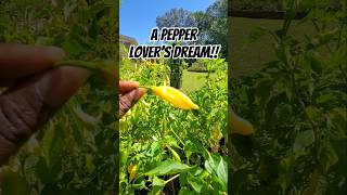 Love Peppers You Need to Watch This 🌶🌶️ [upl. by Kellyann269]