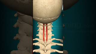 Spinalis capitis muscle action Head Extension Vertebral column Extension muscle anatomy [upl. by Barstow82]