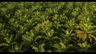 Plantations International Malaysia drone fly over of palm oil plantation [upl. by Ainolopa57]