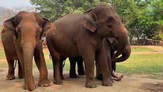 Elephants Excited To See Their Favourite Human On The Way Back Home  ElephantNews [upl. by Leanna963]