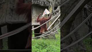 紅毛猩猩Bornean OrangutanTaipei Zoo [upl. by Narba5]