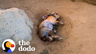 Woman Rescues A Bunny And Later Gets The Greatest Surprise  The Dodo [upl. by Toh]