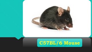 C57BL6 Mouse [upl. by Bent]