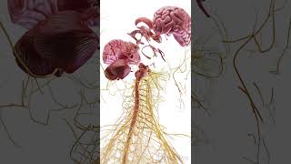 🧠 Exploded View of the Brain Unlocking Its Complex Anatomy anatomy [upl. by Gorges169]