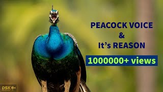 Peacock Behavioural voice modulations and its reasons  Peacock call  peacock sound  peacock noise [upl. by Yatnod]