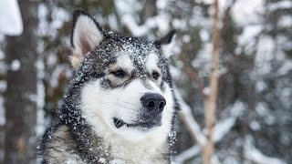 Animal shelter creates sensory garden for dogs waiting to be adopted [upl. by Akkina98]