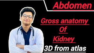 Gross anatomy of kidney features relations blood supply nerve supply and lymphatic drainage [upl. by Niret]