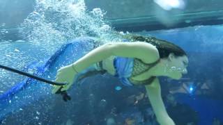 Mermaid Eena Swimming at Adventure Aquarium [upl. by Hidie]