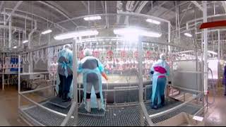 Take a 360° Virtual Reality Tour of a Chicken Processing Plant [upl. by Brittain]