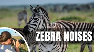 🦓 What sound does a zebra make [upl. by Alah543]