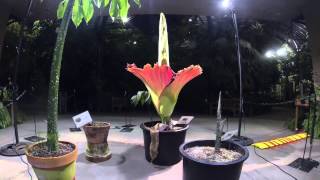 Timelapse video Amorphophallus titanum 2014 bloom [upl. by Suchta]