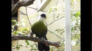 white crested turaco [upl. by Gassman]