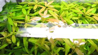 PLANT RECOMMENDATIONS Hygrophila Polysperma  Fast growing [upl. by Howzell]