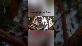 Animals Fact Video  Facts Video  Facts Shorts Video  Trending Facts Video  shorts facts fact [upl. by Carina]