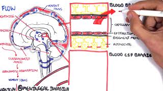 Bacterial Meningitis Pathophysiology [upl. by Schwerin855]