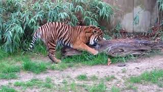 Incredible Tiger Roar at the Zoo [upl. by Annohsed]