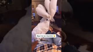 Esta cacatúa no duerme 😂💀 blimblimblimblam aquinoseduerme reggaeton cacatuas doñita cockatoo [upl. by Cotsen]