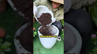 大型绿植换盆，要做好这3层，手把手教你换盆养花花卉绿植盆栽换盆 [upl. by Vern2]