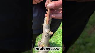 Simple grafting fruit tree l grafting shorts [upl. by Willy]