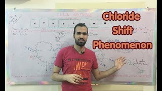 Chloride Shift Phenomenon [upl. by Docia919]