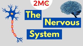 What is the Nervous System  Nervous System Basics [upl. by Jesh511]