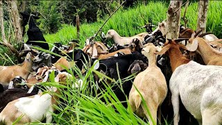 Grazing hundreds of Goats  Grazingresistant Grass  Mulato Ⅱ Grass [upl. by Ahsietal148]