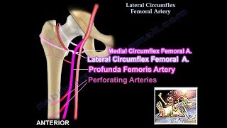 Lateral Circumflex Femoral Artery  Everything You Need To Know  Dr Nabil Ebraheim [upl. by Jemmie]