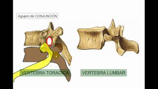 COLUMNA 3 [upl. by Flin]