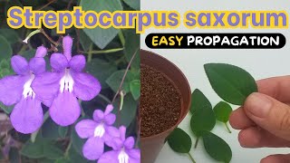 Streptocarpus saxorum  2 BEST ways to Propagate [upl. by Prince]