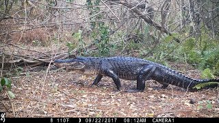 Swamp Trail Camera Pickup [upl. by Laon]