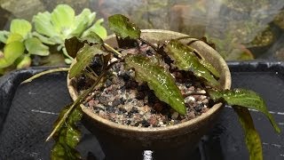 Cryptocoryne affinis  Greenhouse transplant [upl. by Attennaej968]