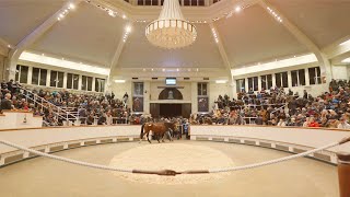 Tattersalls December Mares Sale 2024 [upl. by Atteragram]