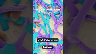 Top 5 der wichtigsten Enzyme youtubeshorts top5 enzyme körper fakten [upl. by Jeno]