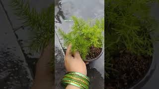 My Asparagus plant🪴 plantlovers viralvideo youtubeshorts [upl. by Kcin]