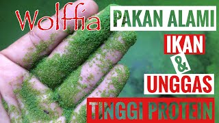 Wolffia pakan alami ikanampunggas berprotein tinggi [upl. by Enifesoj]