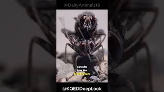 Tsetse Fly  The Deadliest Fly On Earth [upl. by Ringo]