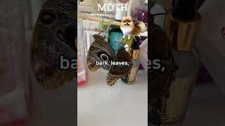 MOTH FUN FACT animalsshorts fun FACT [upl. by Freda]