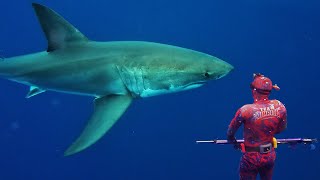 GREAT WHITE SHARK ENCOUNTER whilst SPEARFISHING NSW AUSTRALIA [upl. by Ruzich324]